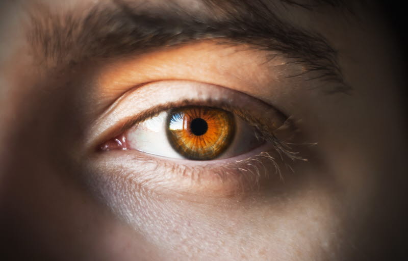 Ett brunt öga och mörkbrunt ögonbryn på en person visas i närbild. Foto: AdobeStock