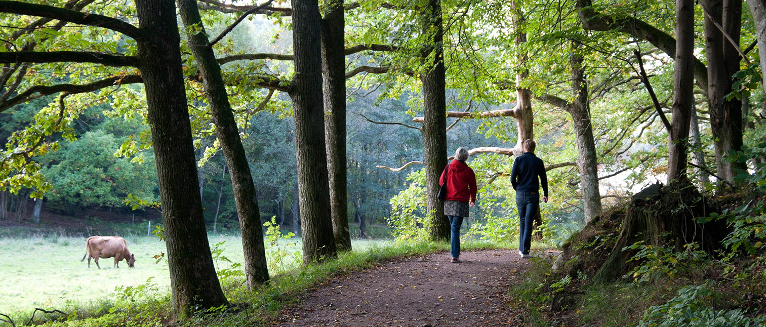 Bild av par som är ute och vandrar i en skog.