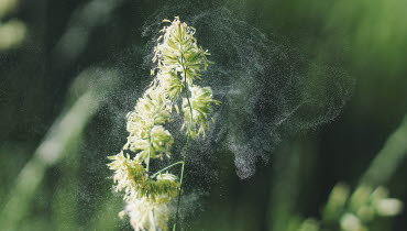 Fotografi, närbild av gräs som släpper ett moln av pollen
