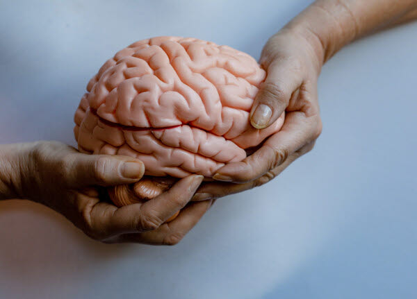 Bilden visar två händer som håller i ett plastföremål som föreställer en människohjärna