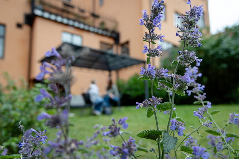Innergård SCÄ