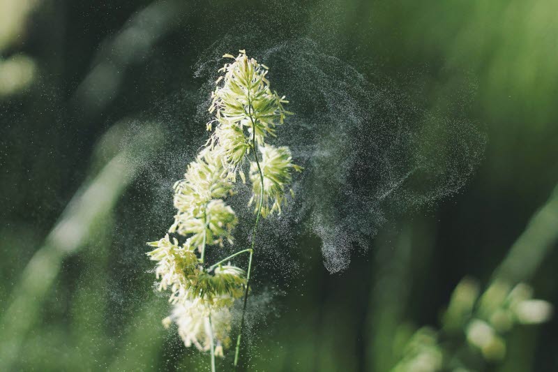 Närbild på grönt gräs som avger pollen