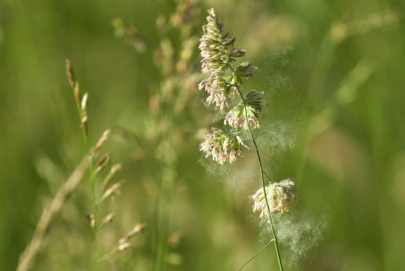 Närbild på gräs som släpper ifrån sig ett moln av pollen.