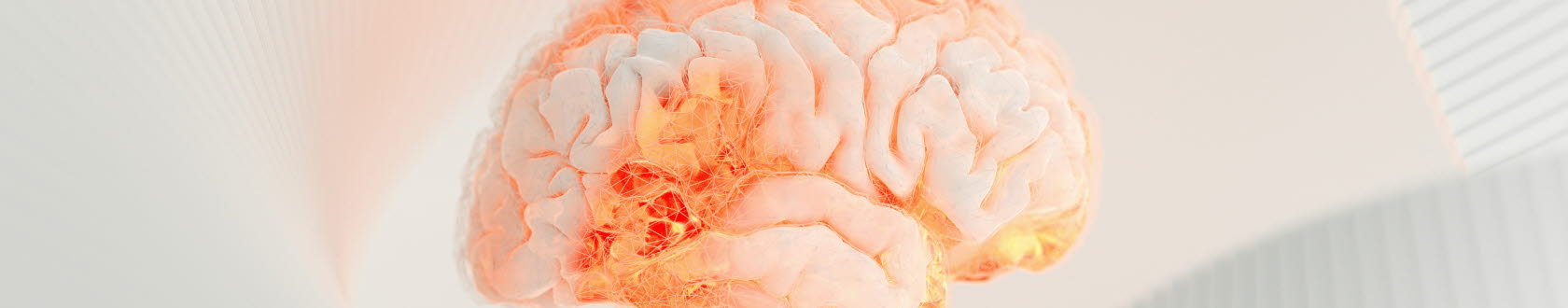 Brain