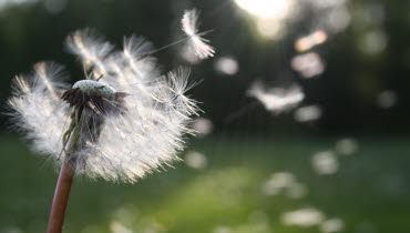 Maskrosfrön som flyger på äng