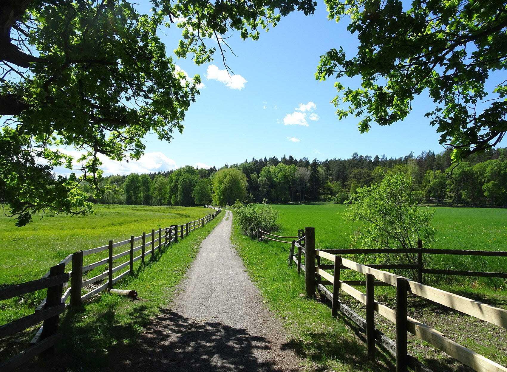 Fotografi av grusväg mellan två hagar stängslade med trästaket. Försommargrönska och solsken. 